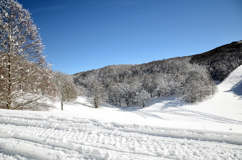 Alberi d''inverno... un invito